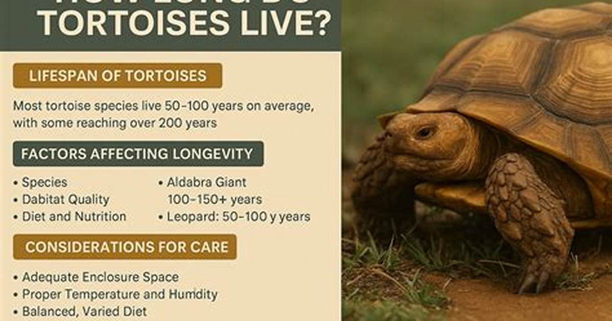 How Long Does a Tortoise Live