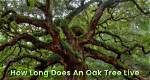 How Long Does a Tree Live