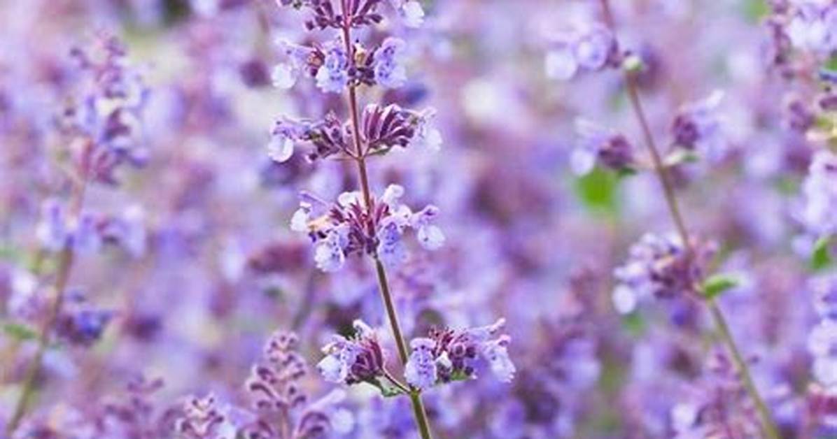 How Long Does Catmint Bloom?
