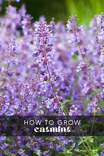 How Long Does Catmint Bloom?