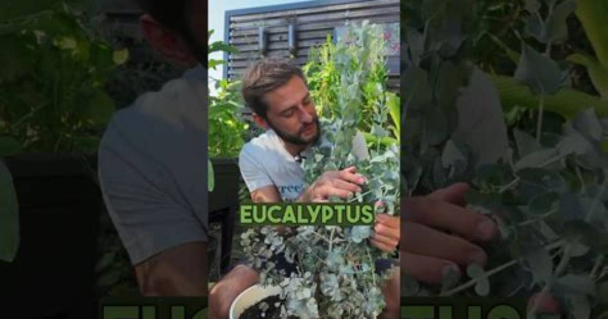How Long Does Eucalyptus Last