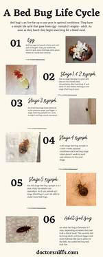 How Long Does It Take Bed Bug Eggs to Hatch