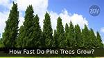 How Long Does It Take for Pine Seeds to Germinate?