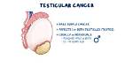 How Long Does It Take for Testicles to Get Full?