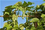 How Long Does It Take Pole Beans to Germinate?