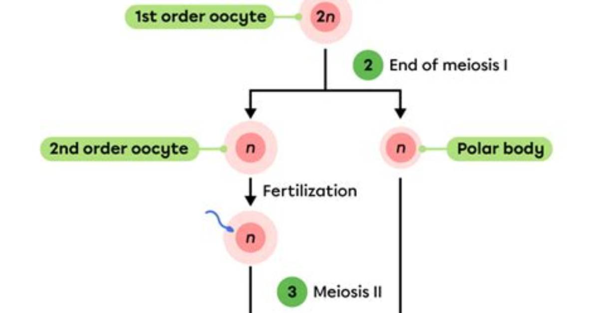 How Long Does Oogenesis Take?