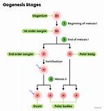 How Long Does Oogenesis Take?