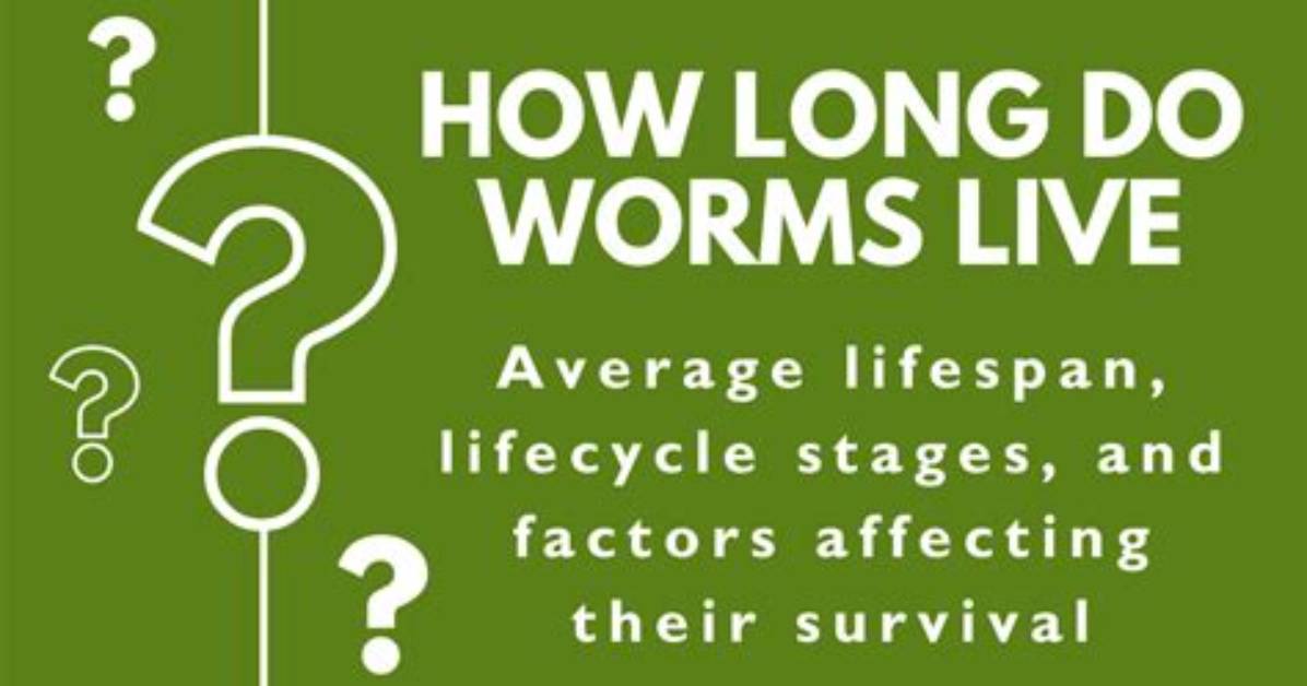 How Long Does Worms Live?