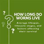 How Long Does Worms Live?