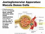 How Macula Densa Work?