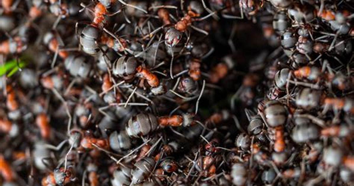 How Many Ants