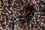 How Many Ants