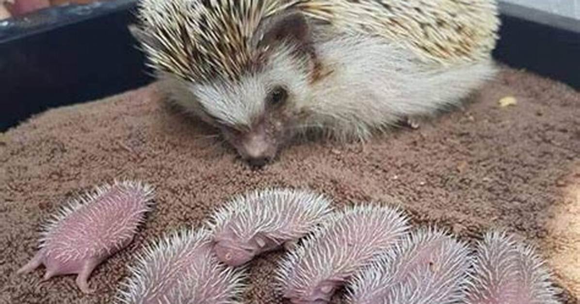 How Many Babies Do Hedgehogs Have? What You Need to Know
