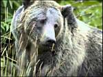 How Many Bear Attacks Denali