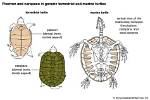 How Many Bones Does a Snapping Turtle Have