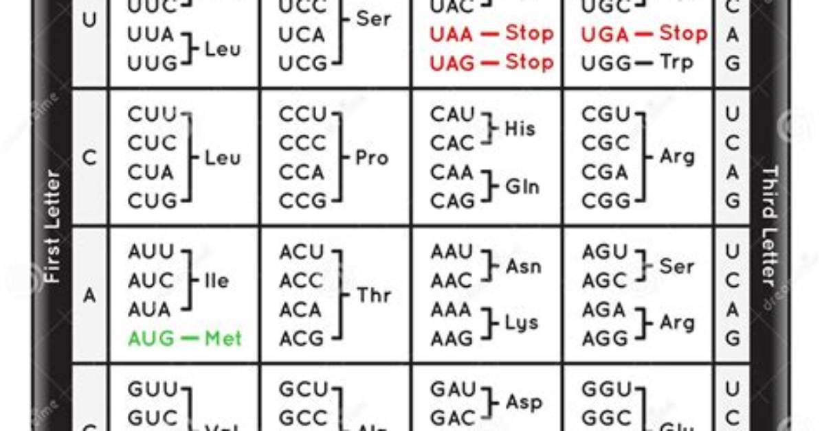 How Many Codons Are There