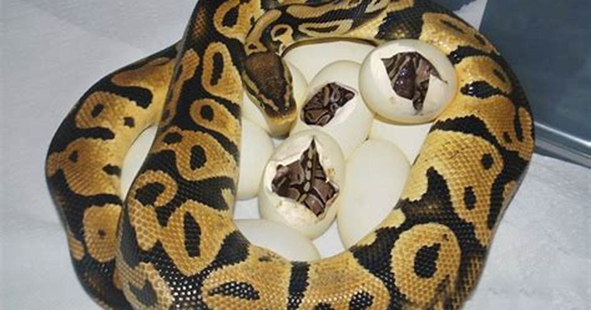 How Many Eggs Do Pythons Lay?