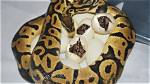How Many Eggs Do Pythons Lay?