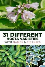 How Many Hostas Exist