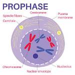 How Many Hours Does Prophase Take?