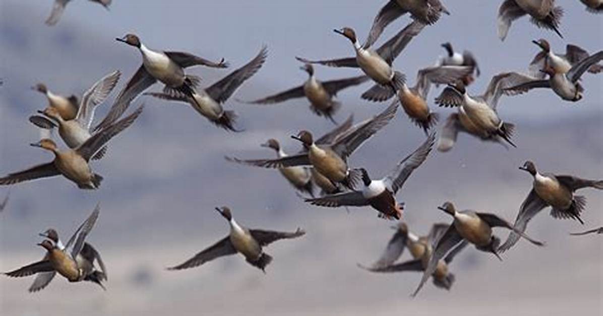How Many Is a Flock?