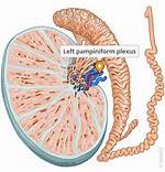How Many Pampiniform Plexus?