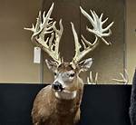 How Many Point Buck?