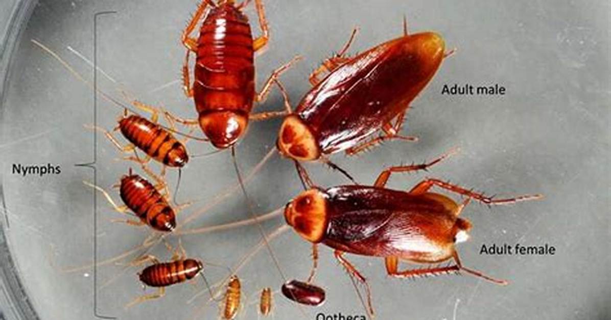 How Many Roaches Exist