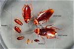 How Many Roaches Exist