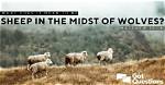 How Mongolians Kill Sheep?