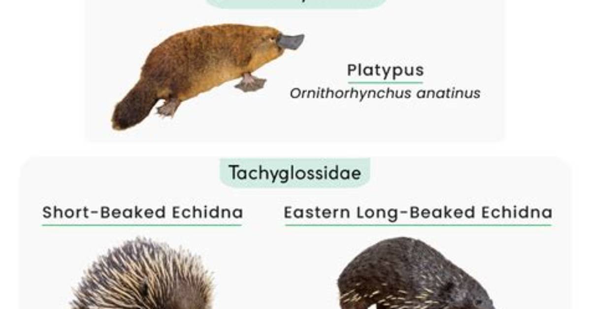 How Monotremes Develop Their Young?