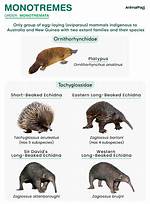 How Monotremes Develop Their Young?