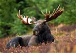 How Moose Look Like?