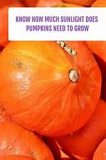 How Much Are Pumpkins