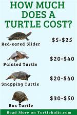 How Much Are Turtles