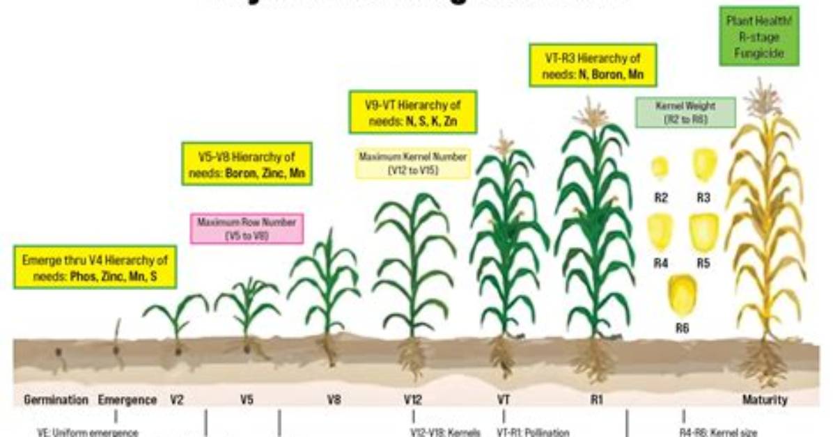 How Much Corn Does 6 Ears Yield?