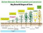 How Much Corn Does 6 Ears Yield?