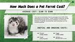 How Much Do Ferrets Cost?