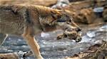 How Much Do Wolves Eat?