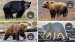 How Much Does a Bear Weight?