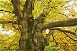 How Much Does a Beech Tree Grow in a Year