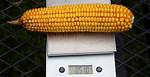 How Much Does a Corn Kernel Weigh?