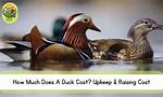How Much Does a Duck Cost?