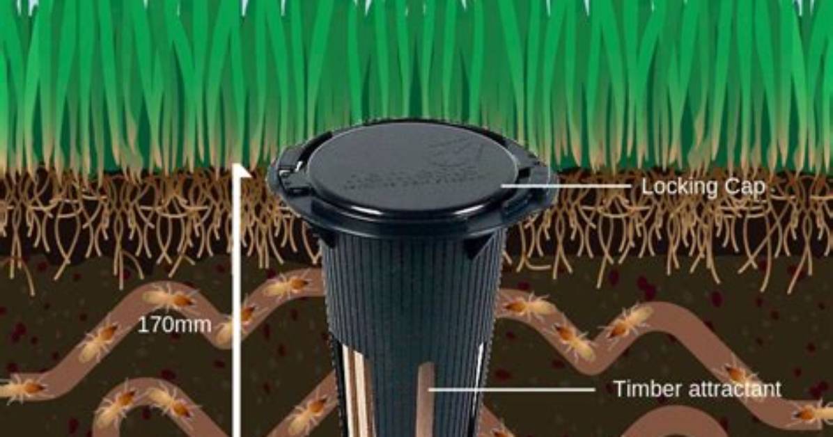 How Much Does a Termite Bait System Cost?