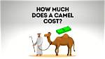 How Much Does Camel Cost?