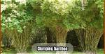 How Much Does Clumping Bamboo Spread