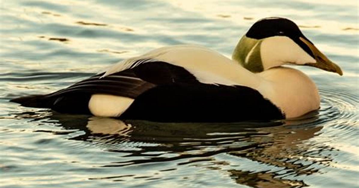 How Much Does Eiderdown Cost?