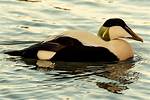 How Much Does Eiderdown Cost?