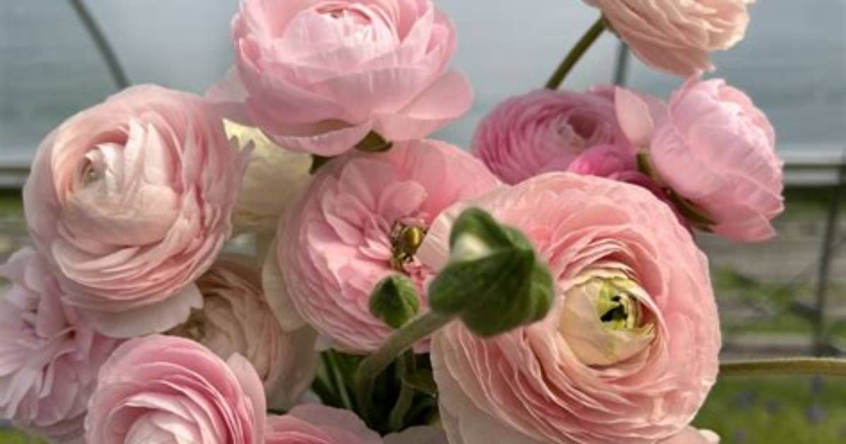How Much Does Ranunculus Cost?