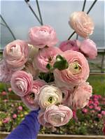 How Much Does Ranunculus Cost?